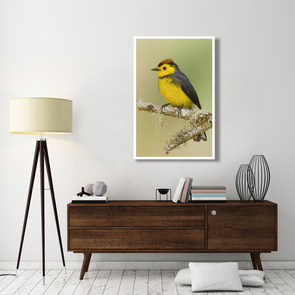 Collared Redstart, Costa Rica-Paper Art-34&quotx50"