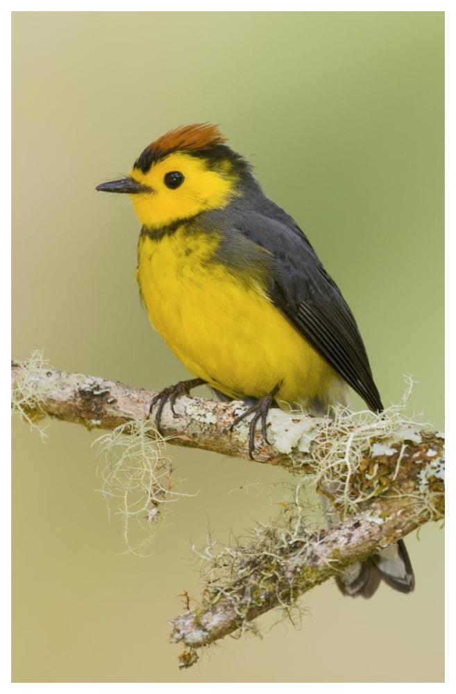 Collared Redstart, Costa Rica-Paper Art-42"x62"