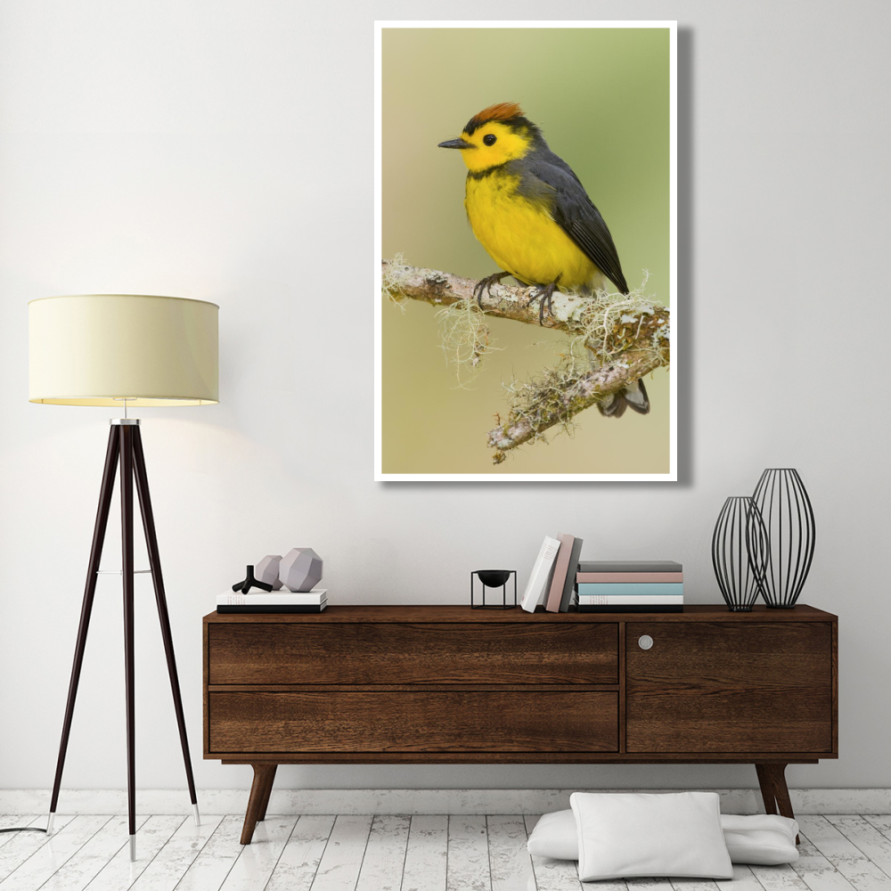 Collared Redstart, Costa Rica-Paper Art-42&quotx62"