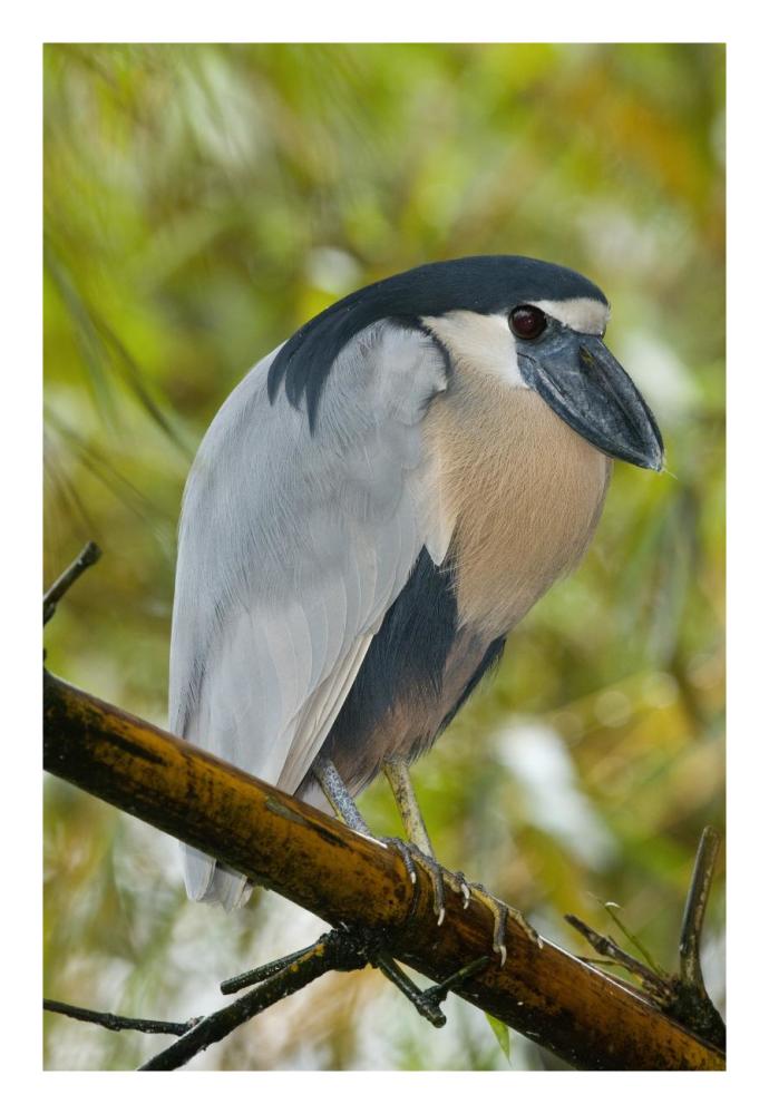 Boat-billed Heron, Costa Rica-Paper Art-18"x26"