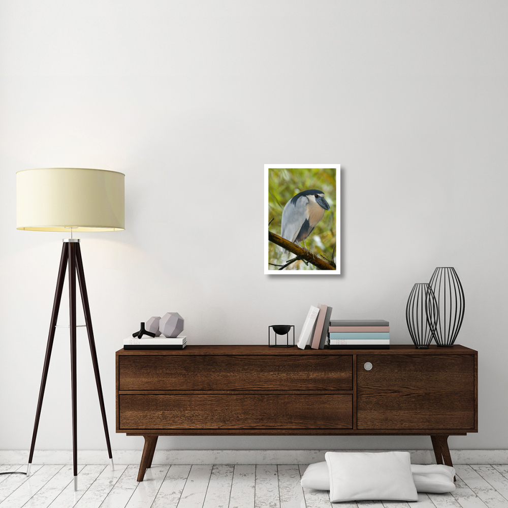 Boat-billed Heron, Costa Rica-Paper Art-18&quotx26"