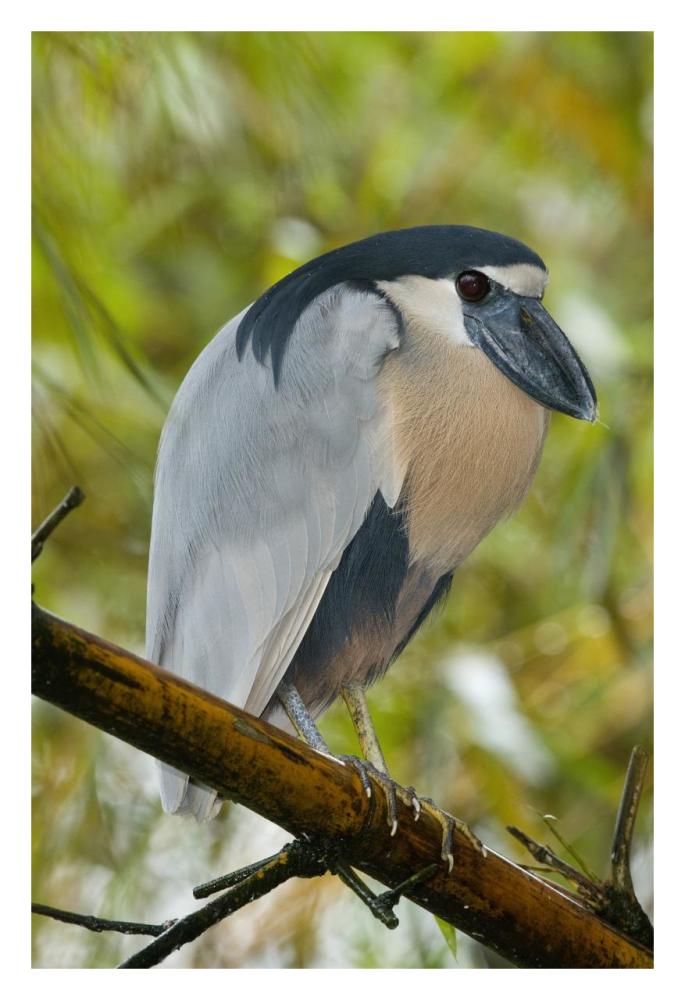 Boat-billed Heron, Costa Rica-Paper Art-22"x32"