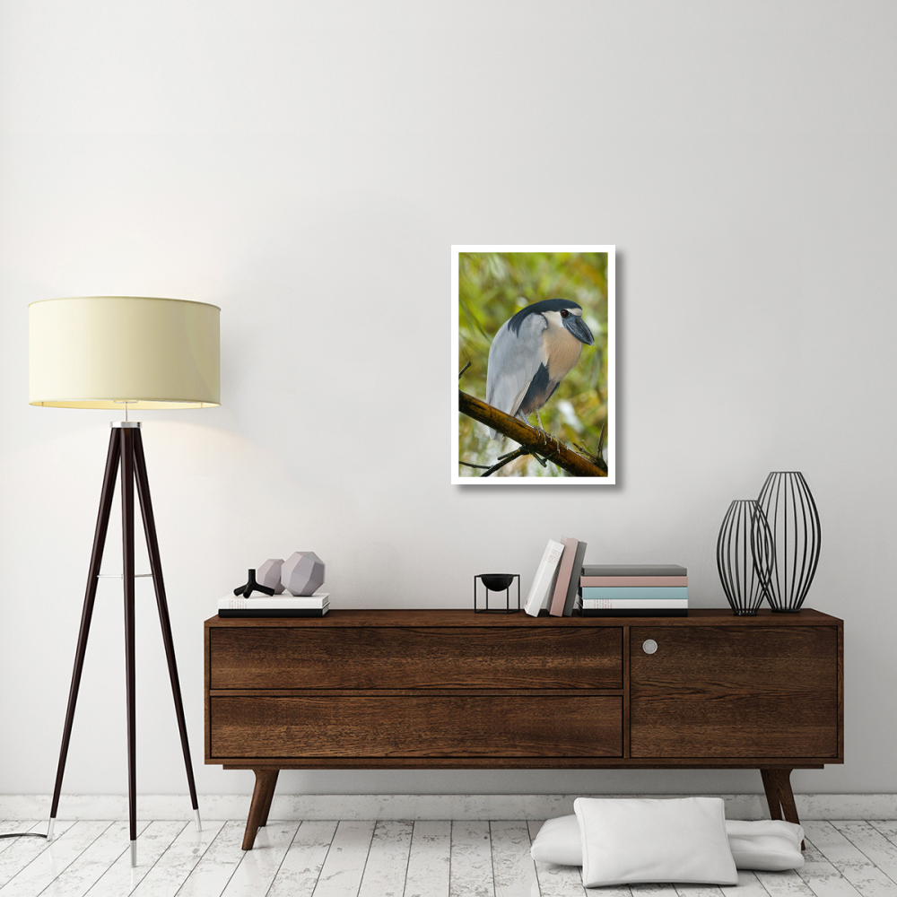 Boat-billed Heron, Costa Rica-Paper Art-22&quotx32"