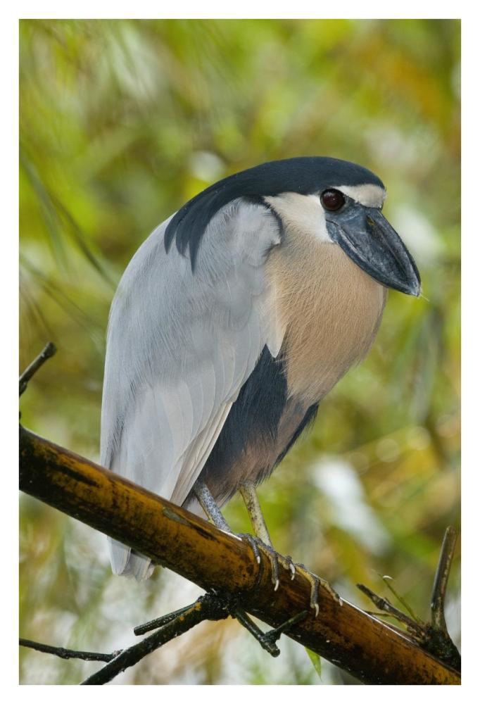 Boat-billed Heron, Costa Rica-Paper Art-26"x38"