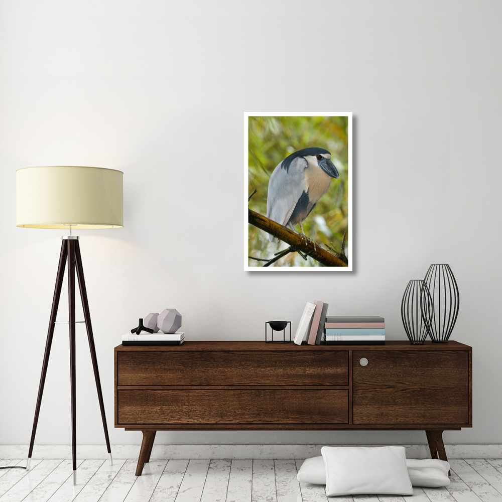 Boat-billed Heron, Costa Rica-Paper Art-26&quotx38"