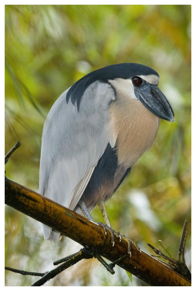 Boat-billed Heron, Costa Rica-Paper Art-42"x62"