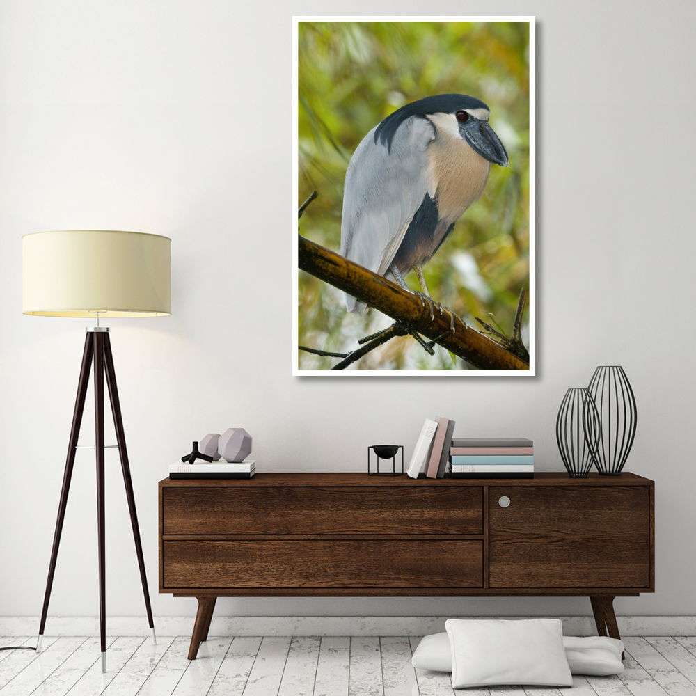 Boat-billed Heron, Costa Rica-Paper Art-42&quotx62"