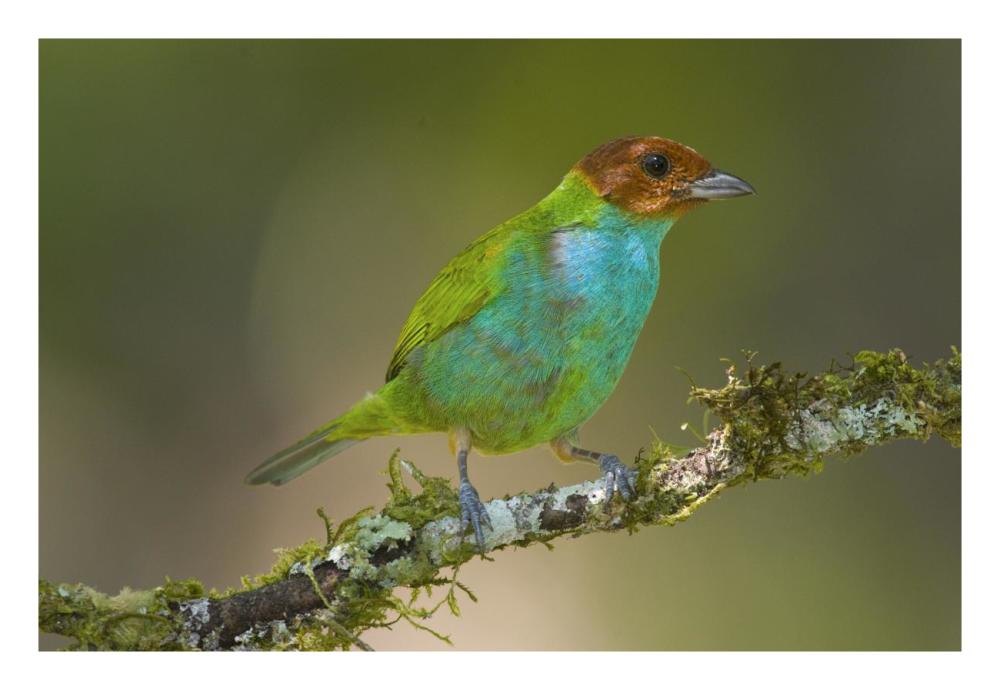 Bay-headed Tanager, Costa Rica-Paper Art-26"x18"