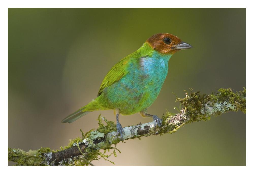 Bay-headed Tanager, Costa Rica-Paper Art-32"x22"