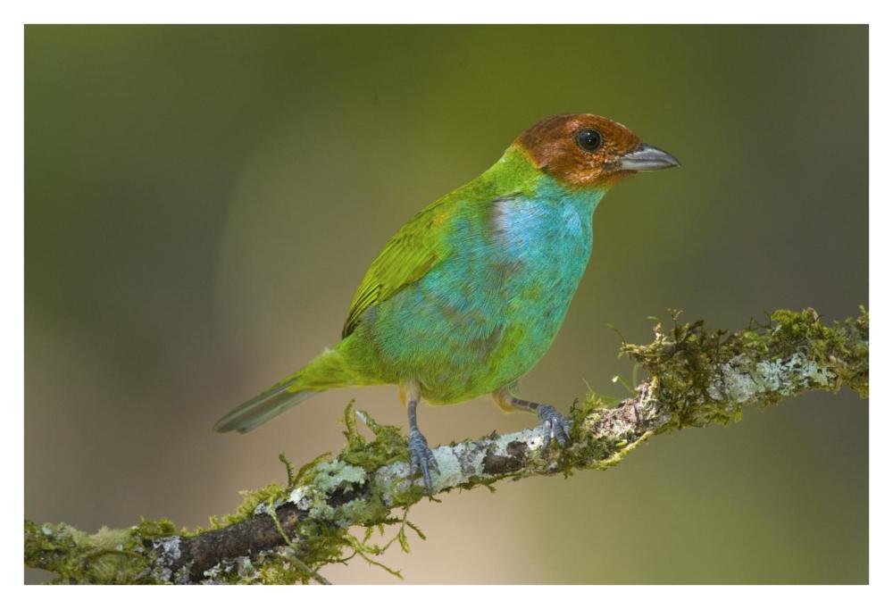 Bay-headed Tanager, Costa Rica-Paper Art-38"x26"