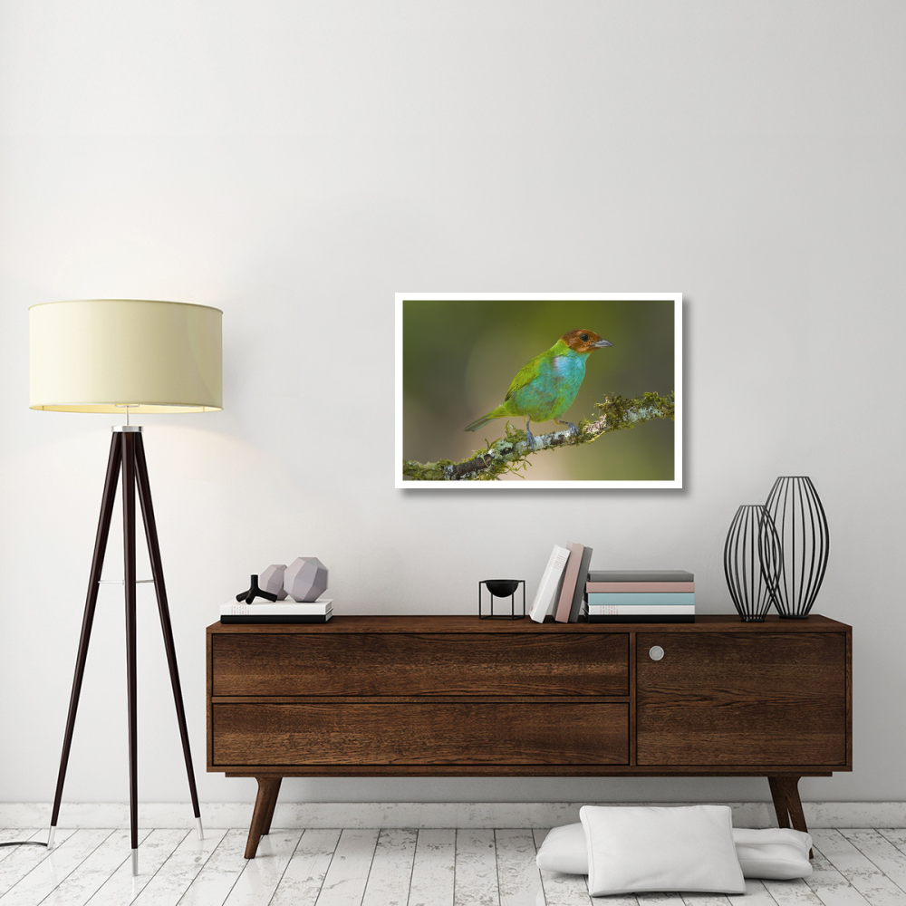 Bay-headed Tanager, Costa Rica-Paper Art-38&quotx26"