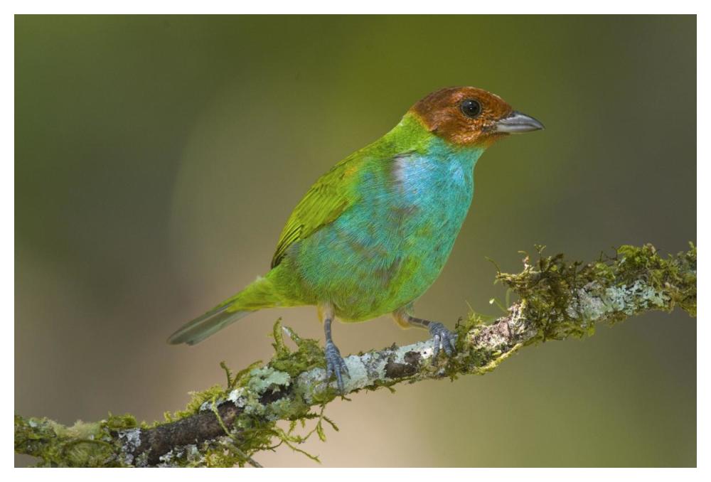 Bay-headed Tanager, Costa Rica-Paper Art-50"x34"