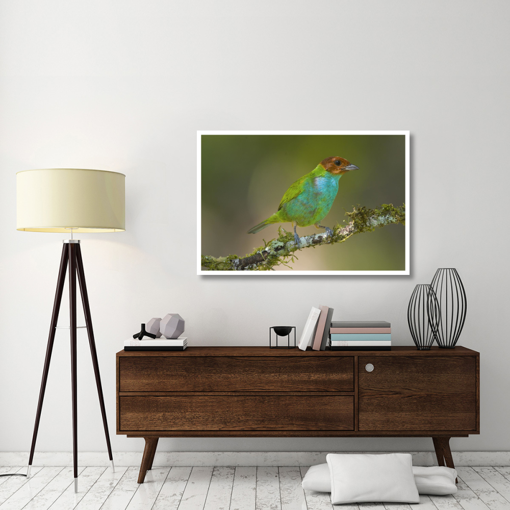 Bay-headed Tanager, Costa Rica-Paper Art-50&quotx34"
