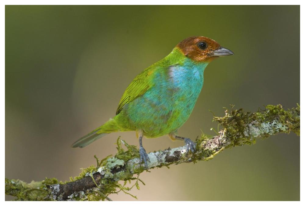 Bay-headed Tanager, Costa Rica-Paper Art-62"x42"