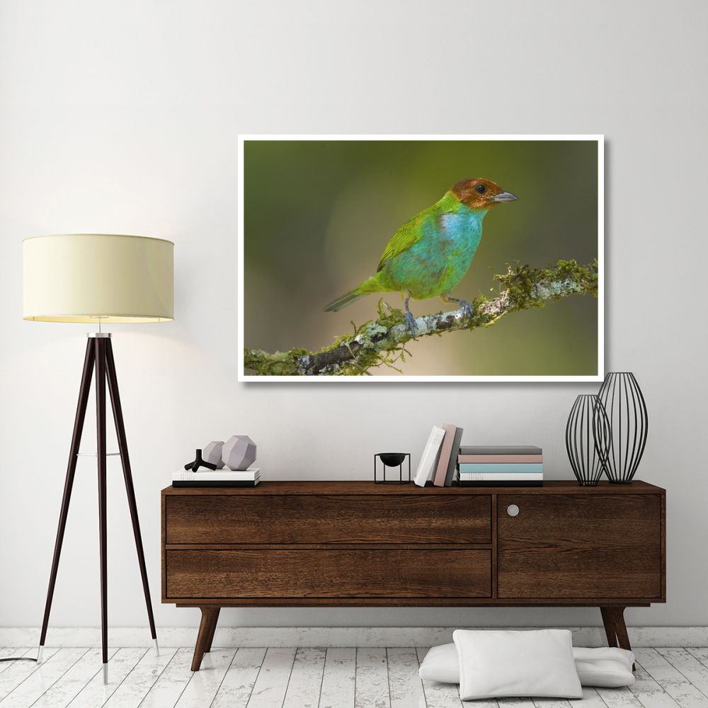 Bay-headed Tanager, Costa Rica-Paper Art-62&quotx42"