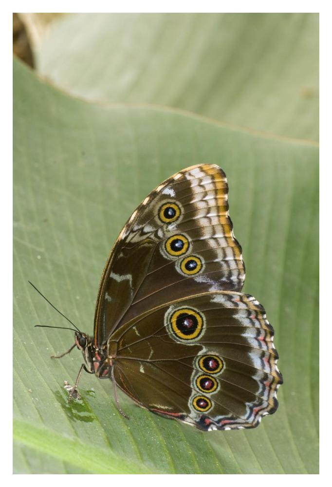 Blue Morpho butterfly, Ecuador-Paper Art-14"x20"