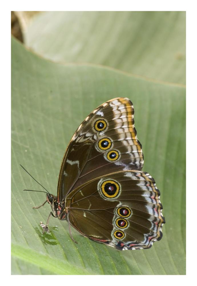 Blue Morpho butterfly, Ecuador-Paper Art-18"x26"