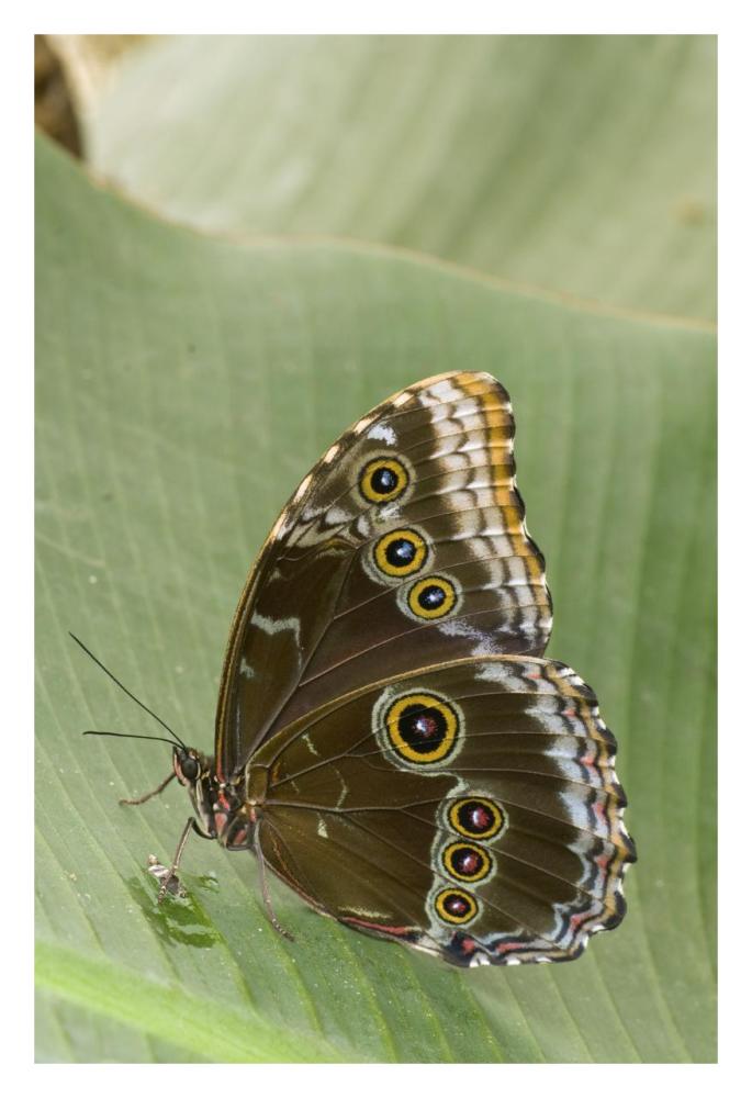 Blue Morpho butterfly, Ecuador-Paper Art-22"x32"
