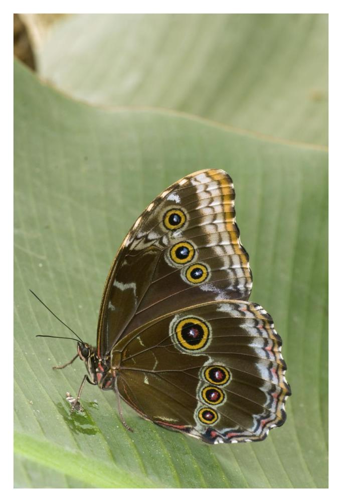Blue Morpho butterfly, Ecuador-Paper Art-26"x38"