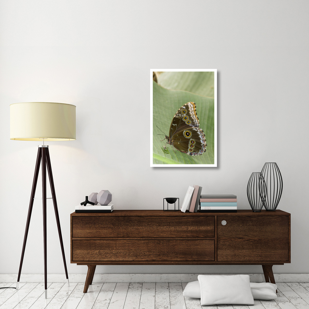 Blue Morpho butterfly, Ecuador-Paper Art-26&quotx38"