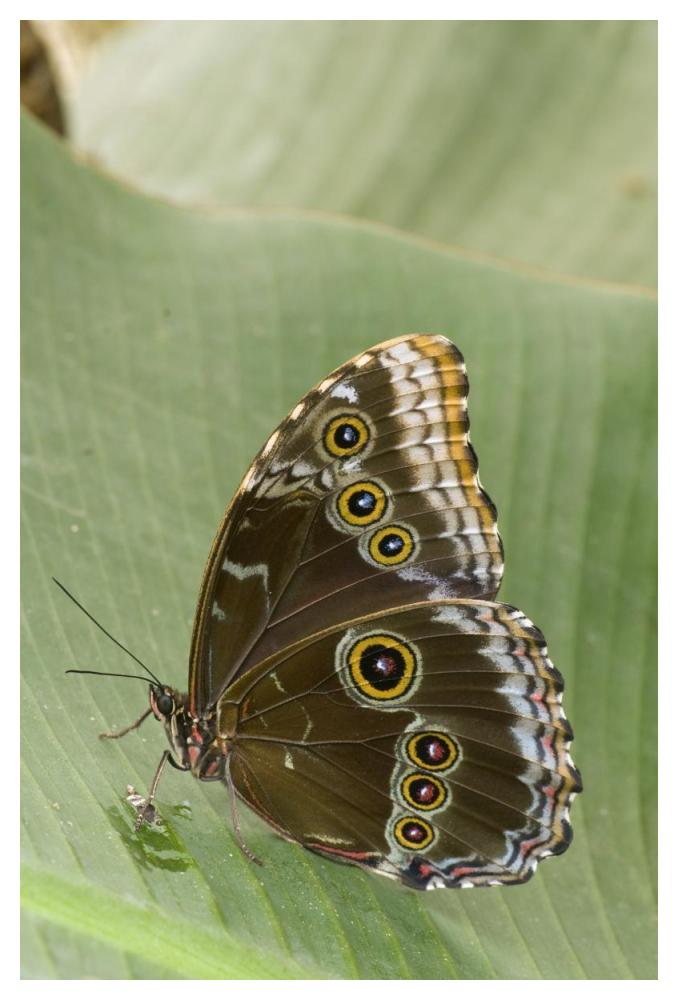 Blue Morpho butterfly, Ecuador-Paper Art-34"x50"
