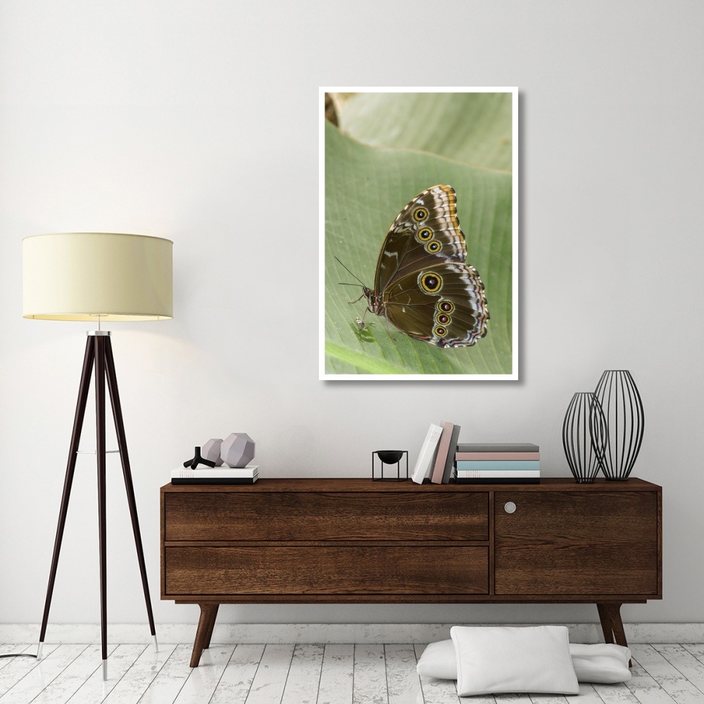 Blue Morpho butterfly, Ecuador-Paper Art-34&quotx50"