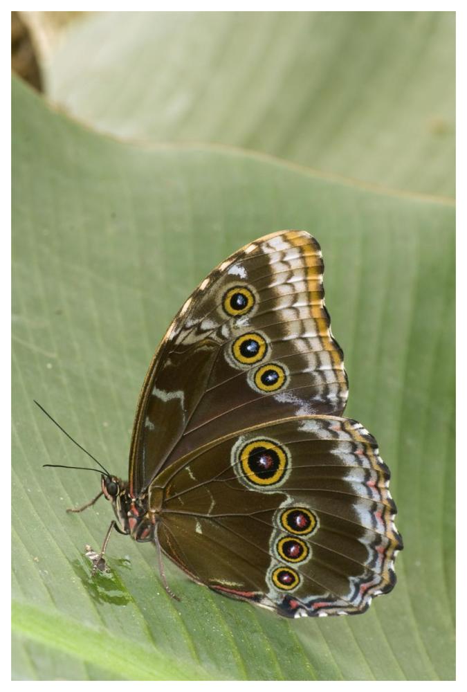 Blue Morpho butterfly, Ecuador-Paper Art-42"x62"