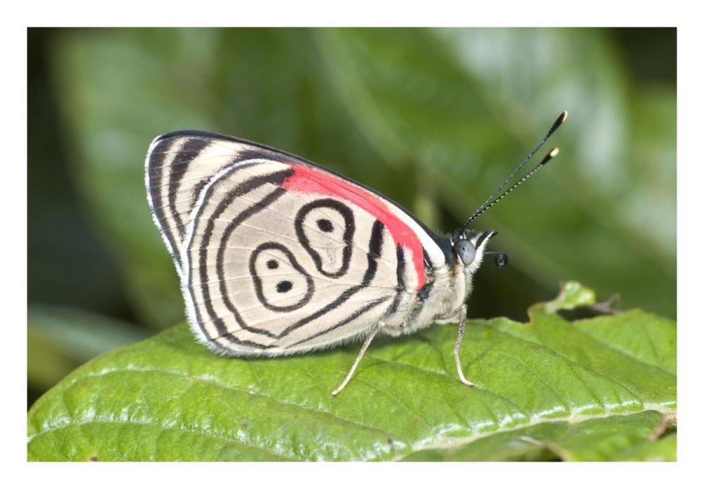 Eighty-nine butterfly, Ecuador-Paper Art-26"x18"