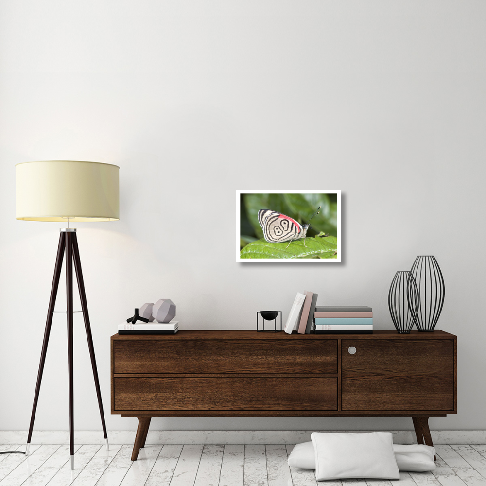 Eighty-nine butterfly, Ecuador-Paper Art-26&quotx18"
