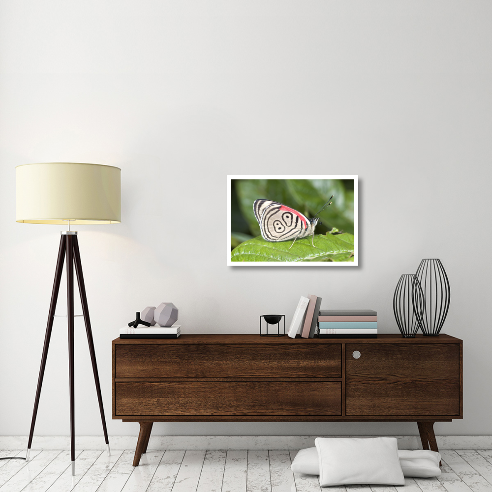 Eighty-nine butterfly, Ecuador-Paper Art-32&quotx22"