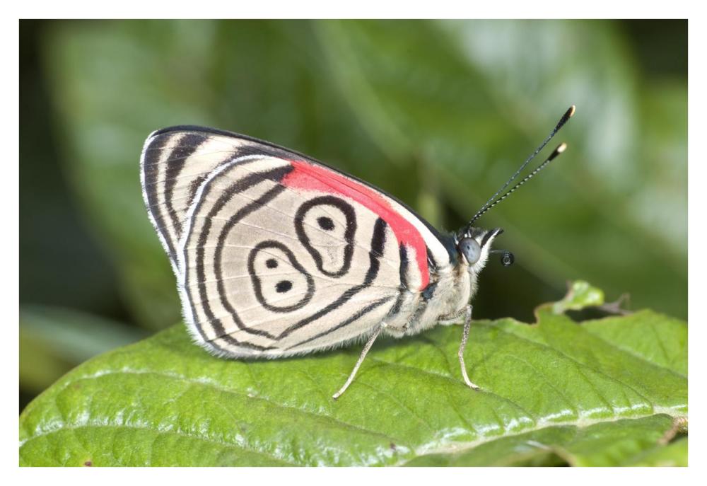 Eighty-nine butterfly, Ecuador-Paper Art-38"x26"