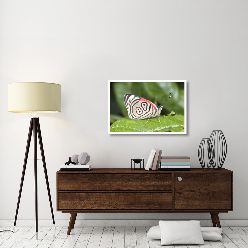 Eighty-nine butterfly, Ecuador-Paper Art-38&quotx26"