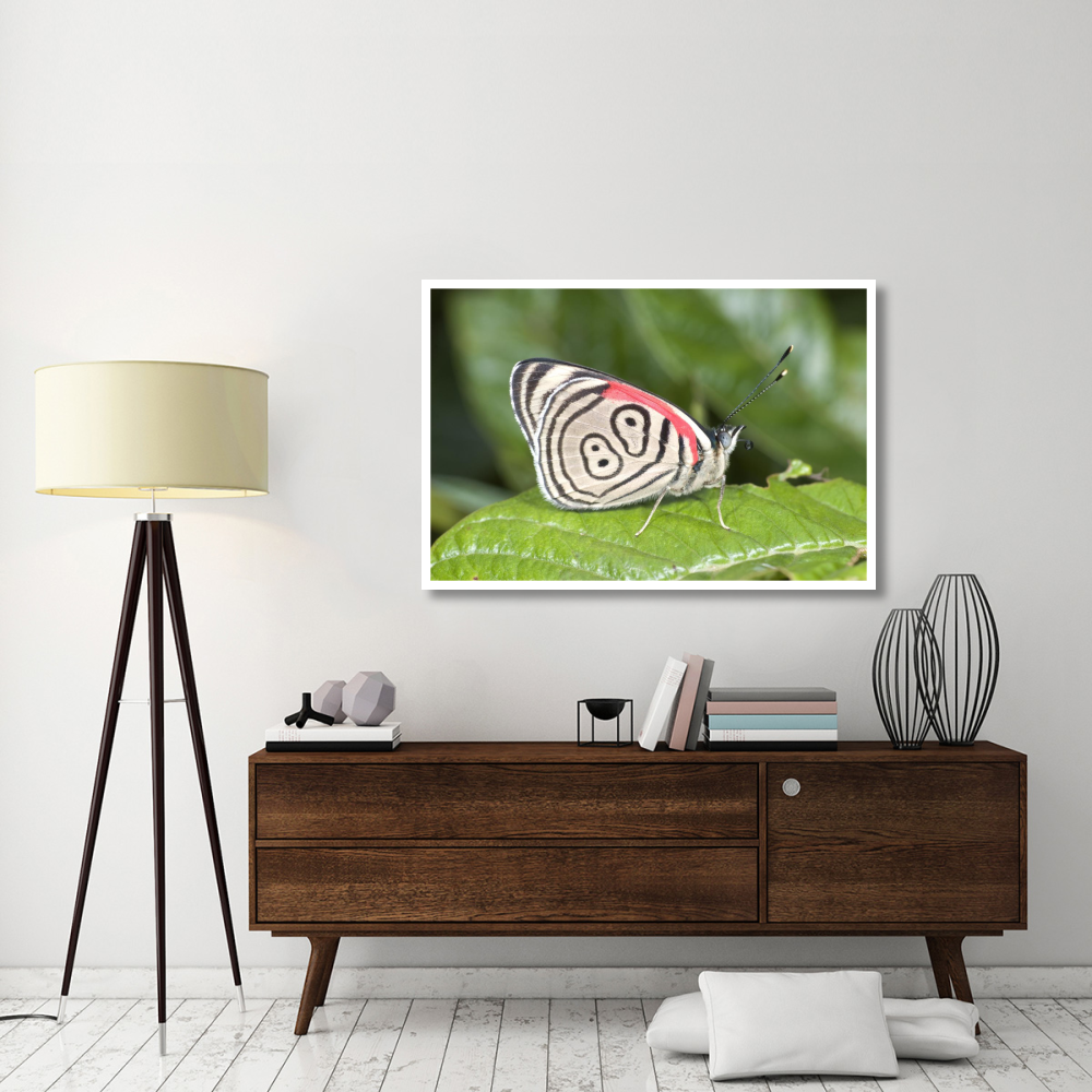 Eighty-nine butterfly, Ecuador-Paper Art-50&quotx34"