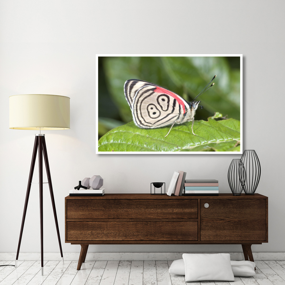 Eighty-nine butterfly, Ecuador-Paper Art-62&quotx42"