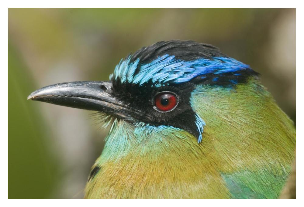 Blue-crowned Motmot, Costa Rica-Paper Art-20"x14"