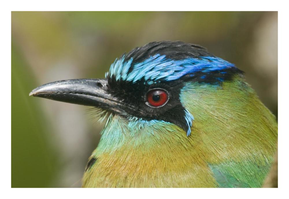 Blue-crowned Motmot, Costa Rica-Paper Art-26"x18"