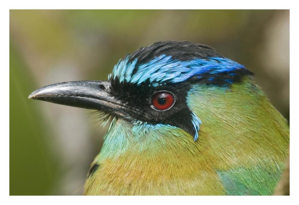 Blue-crowned Motmot, Costa Rica-Paper Art-32"x22"