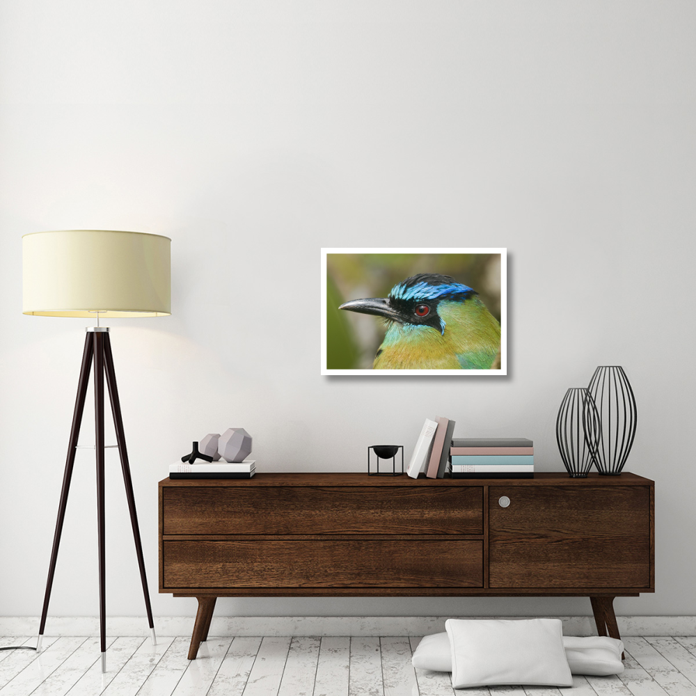 Blue-crowned Motmot, Costa Rica-Paper Art-32&quotx22"