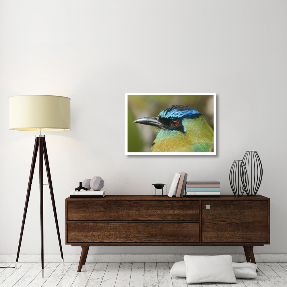Blue-crowned Motmot, Costa Rica-Paper Art-38&quotx26"