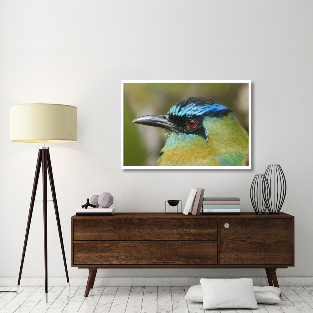 Blue-crowned Motmot, Costa Rica-Paper Art-50&quotx34"