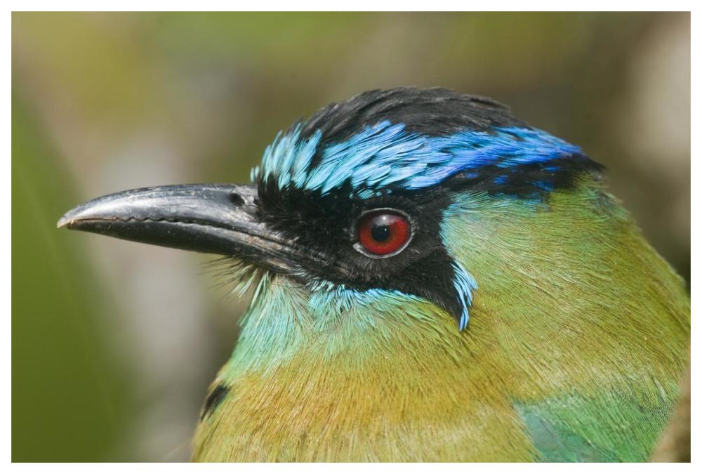 Blue-crowned Motmot, Costa Rica-Paper Art-62"x42"