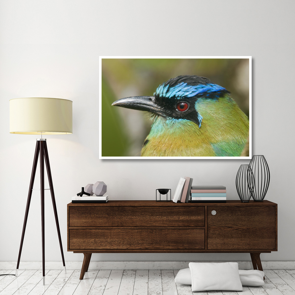 Blue-crowned Motmot, Costa Rica-Paper Art-62&quotx42"