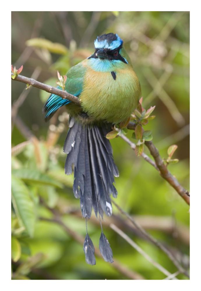Blue-crowned Motmot, Costa Rica-Paper Art-18"x26"