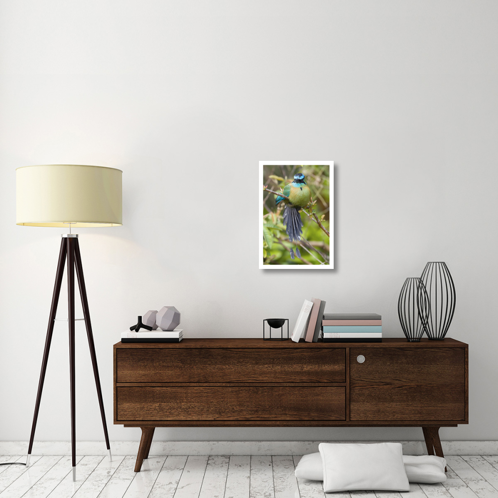Blue-crowned Motmot, Costa Rica-Paper Art-18&quotx26"