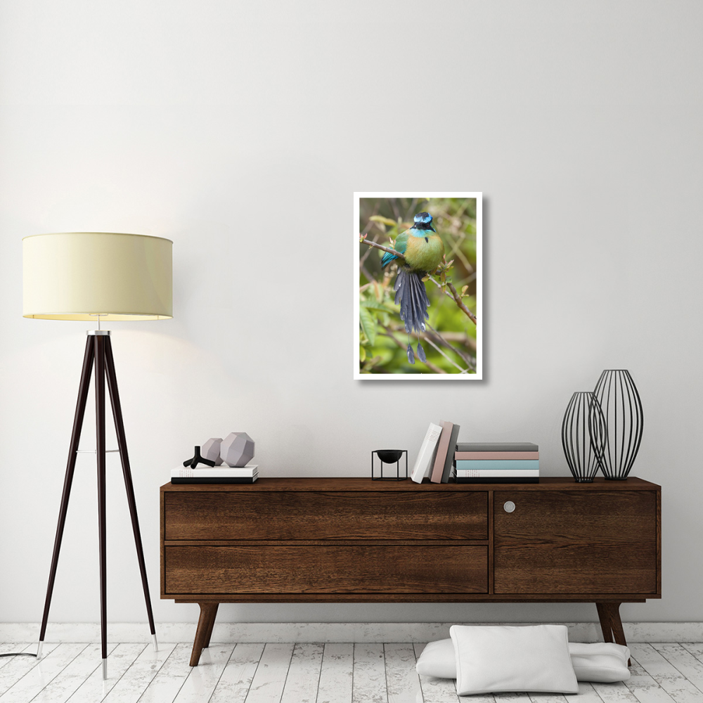 Blue-crowned Motmot, Costa Rica-Paper Art-22&quotx32"