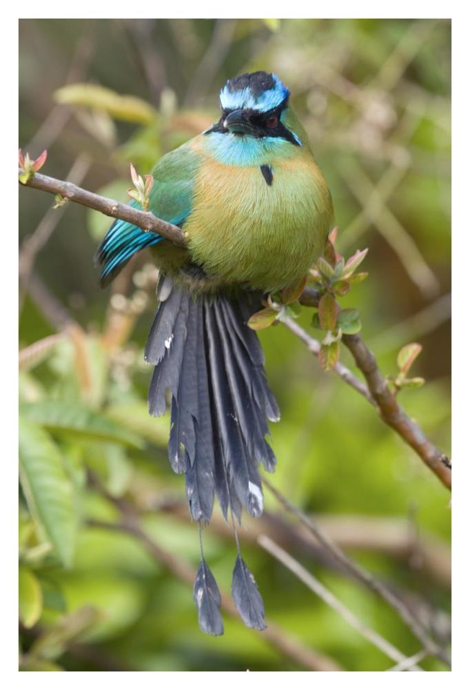 Blue-crowned Motmot, Costa Rica-Paper Art-26"x38"
