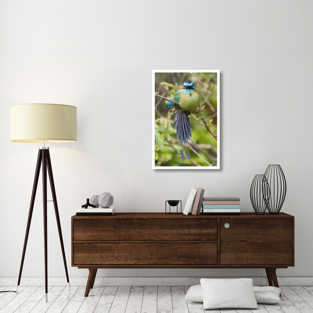 Blue-crowned Motmot, Costa Rica-Paper Art-26&quotx38"