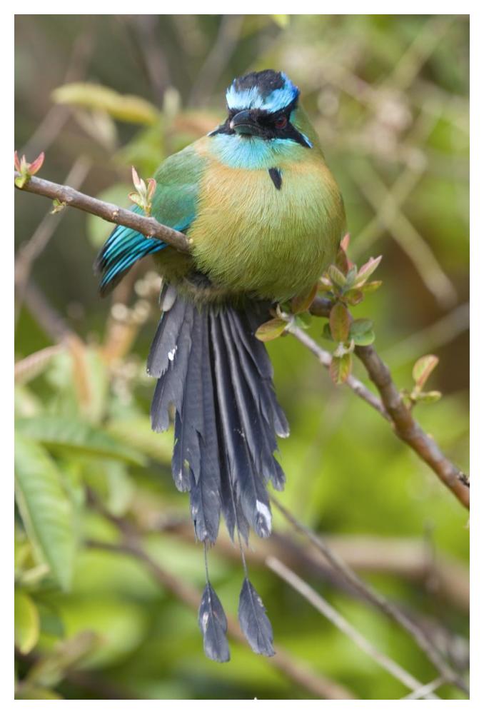 Blue-crowned Motmot, Costa Rica-Paper Art-34"x50"
