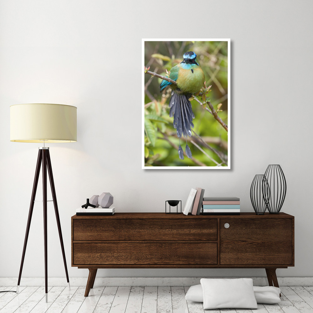 Blue-crowned Motmot, Costa Rica-Paper Art-34&quotx50"