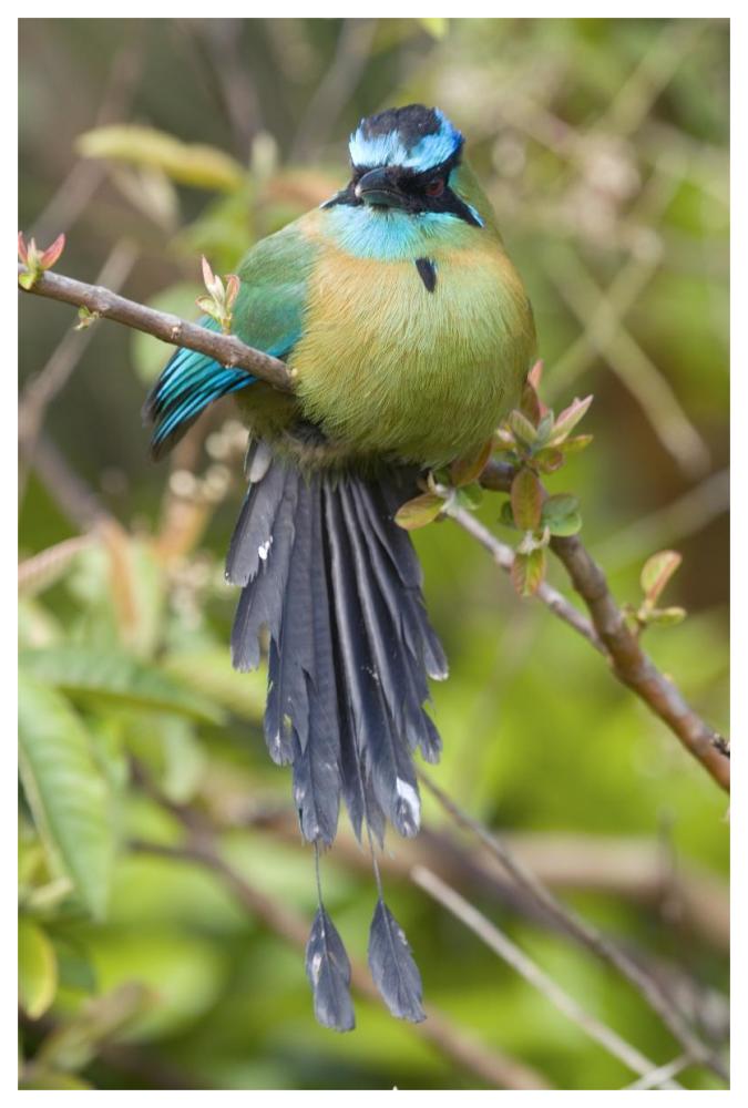 Blue-crowned Motmot, Costa Rica-Paper Art-42"x62"